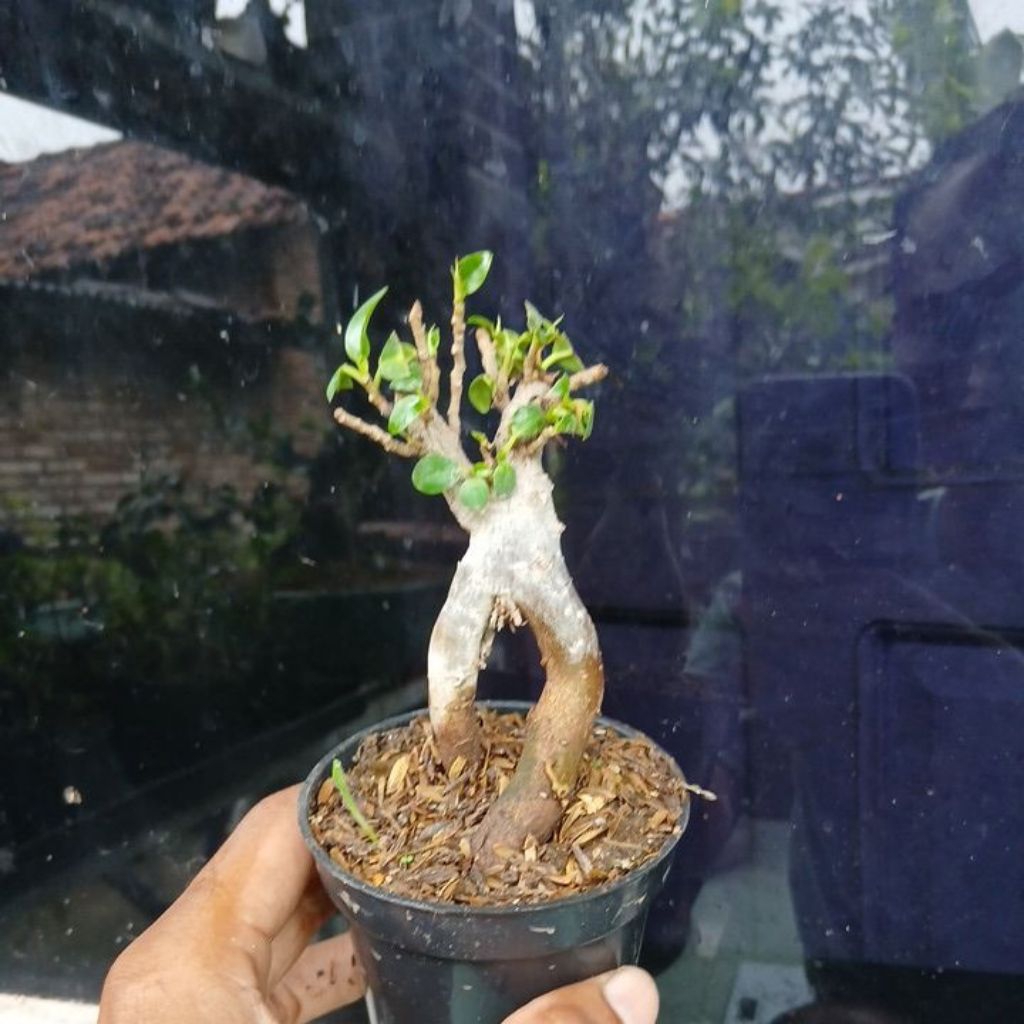bonsai caudex ficus korea