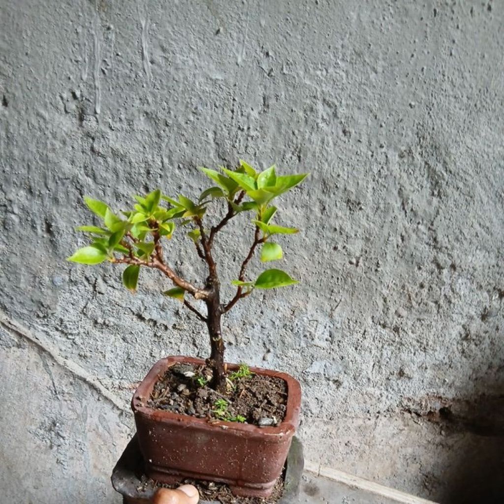 bonsai bugenvil sgp
