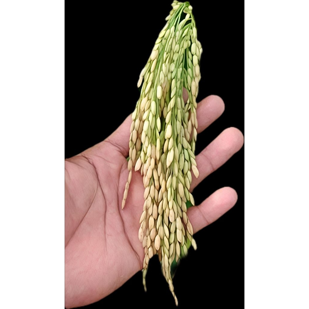 BIBIT BENIH PADI THAILAND JUMBO BERKUALITAS