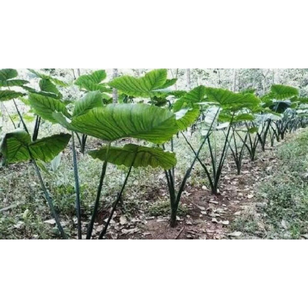 Bibit talas beneng ukuran JUMBO kualitas eksport