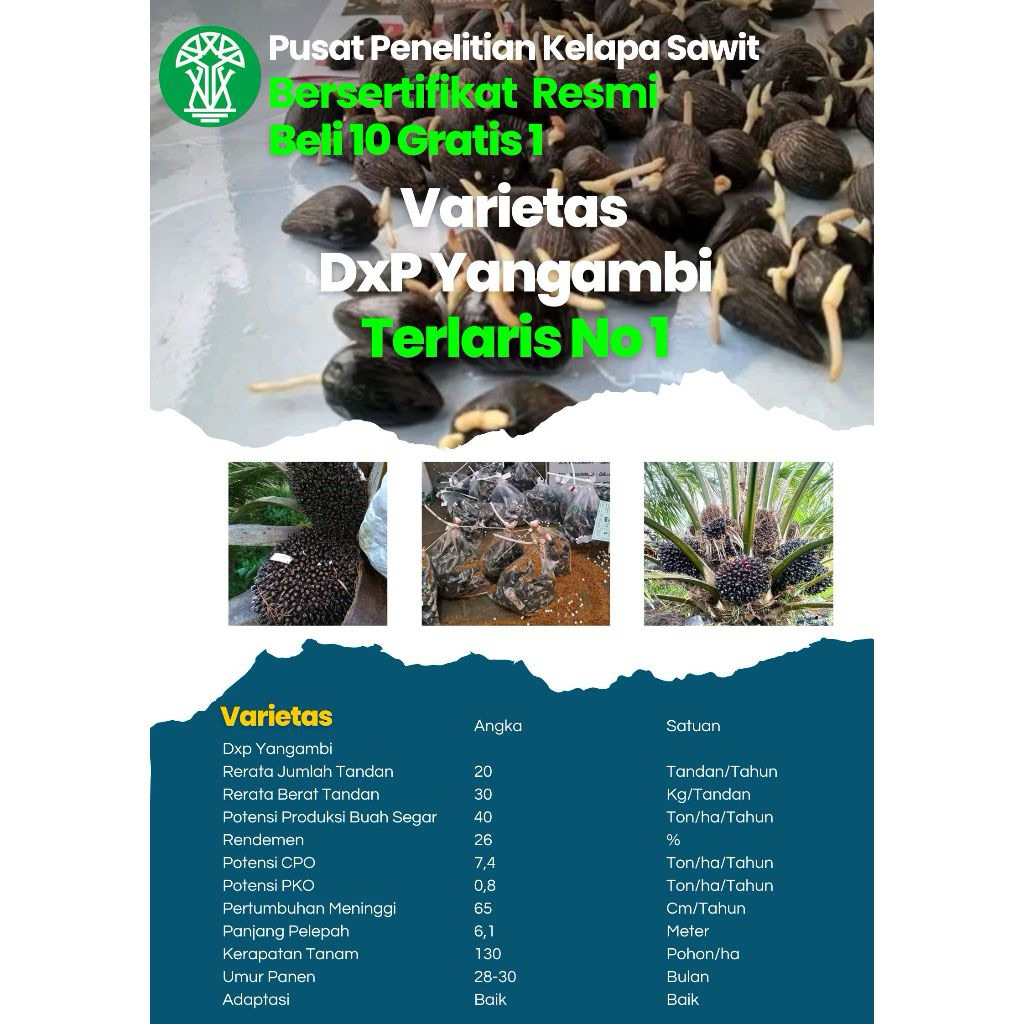 KECAMBAH PPKS YANGAMBI