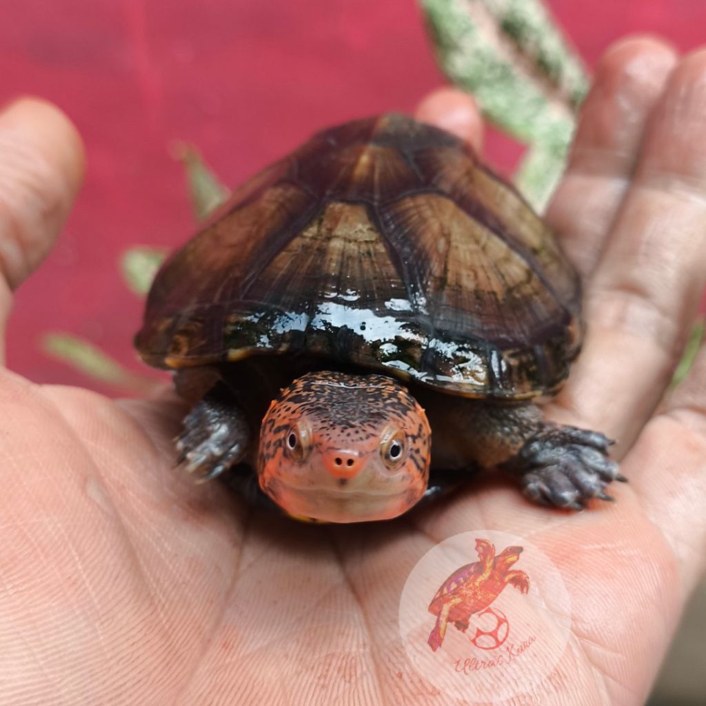 Kura Kura Red Cheeked Mud Turtle
