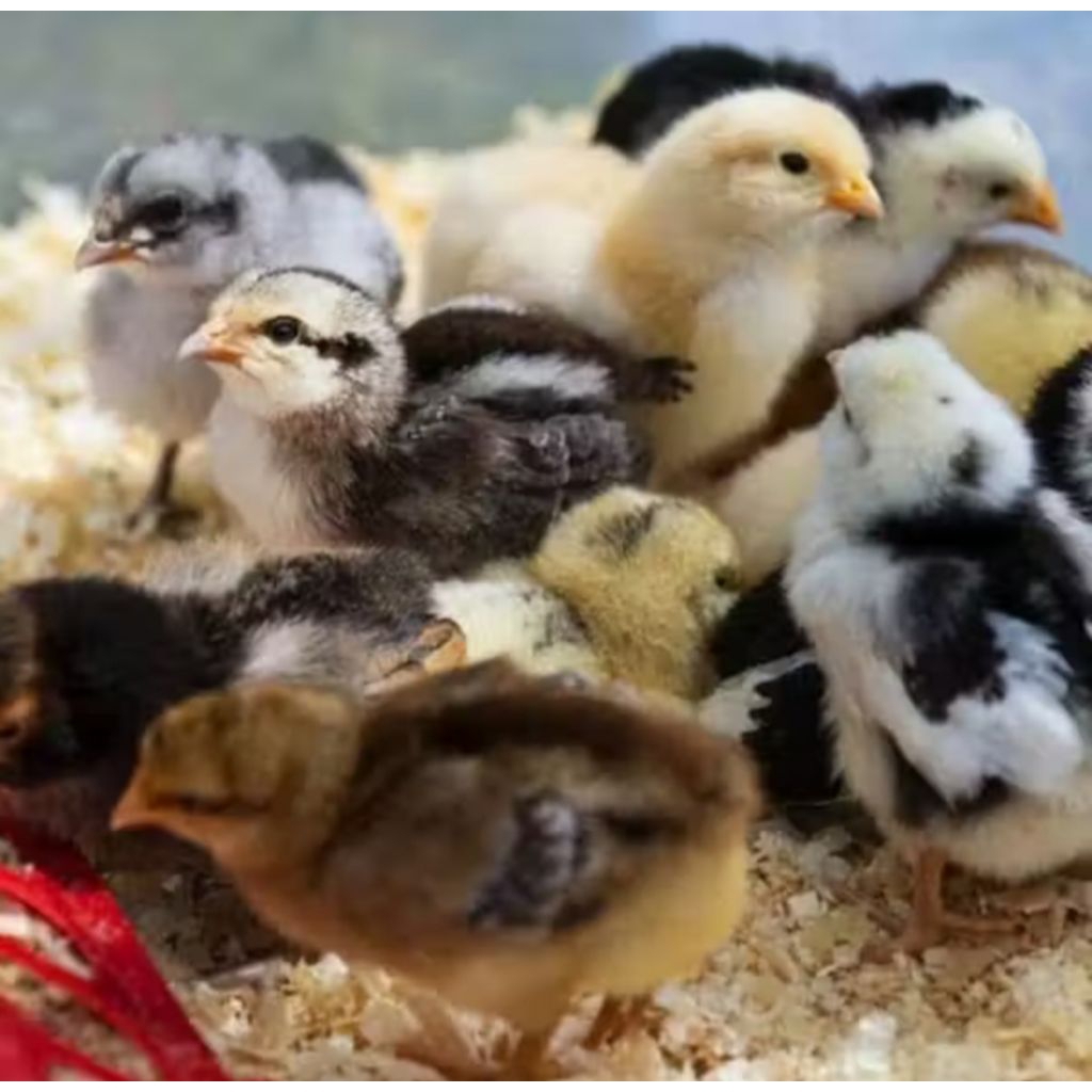 DOC AYAM KAMPUNG PELUNG FRANCIS vaksin (ULU) beli 15 gratis 1