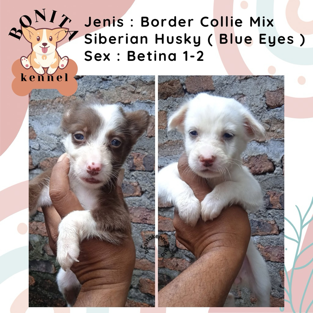 Border Collie Mix Siberian Husky Anjing Border Collie Husky Jantan Betina