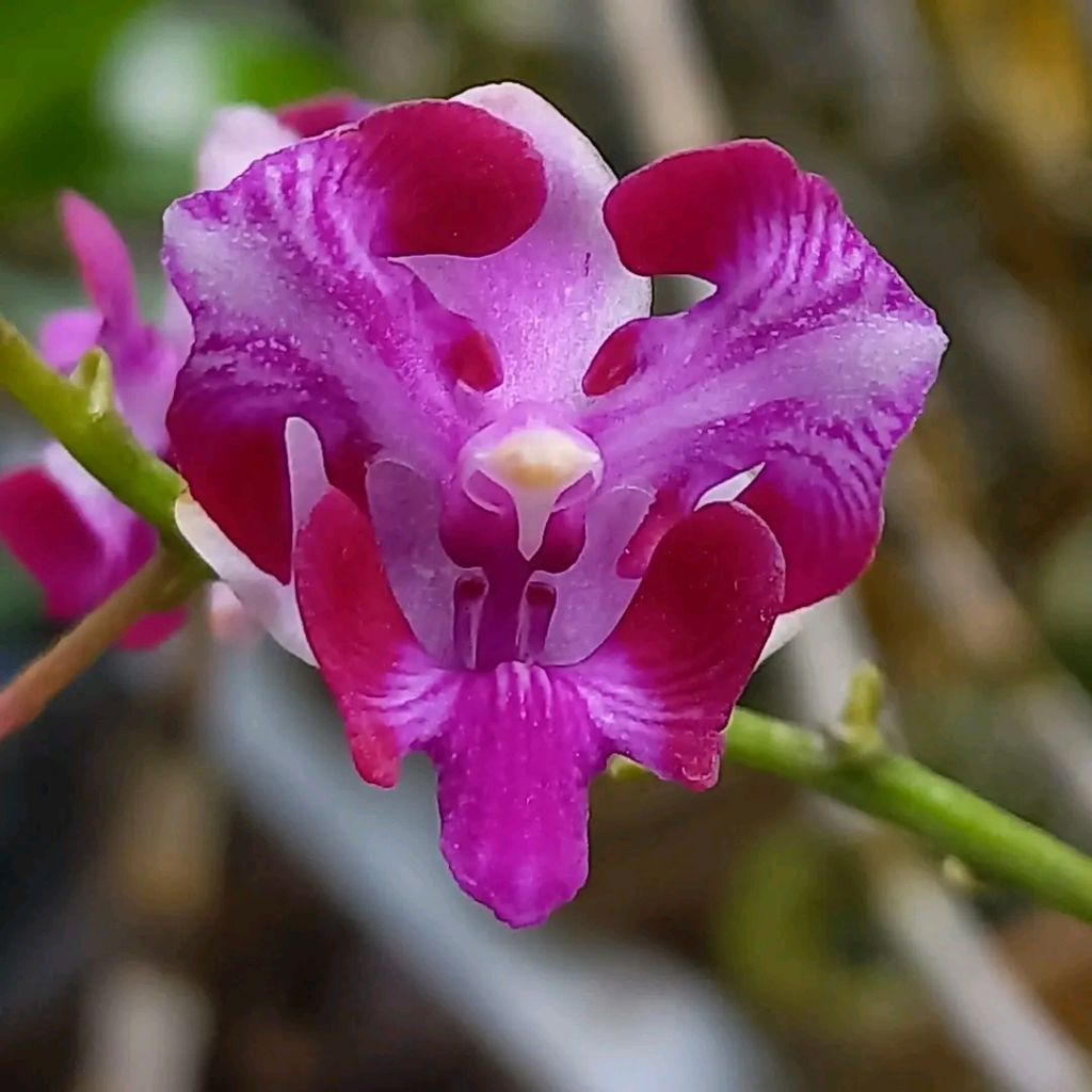 Doritis pucherima var aquinii