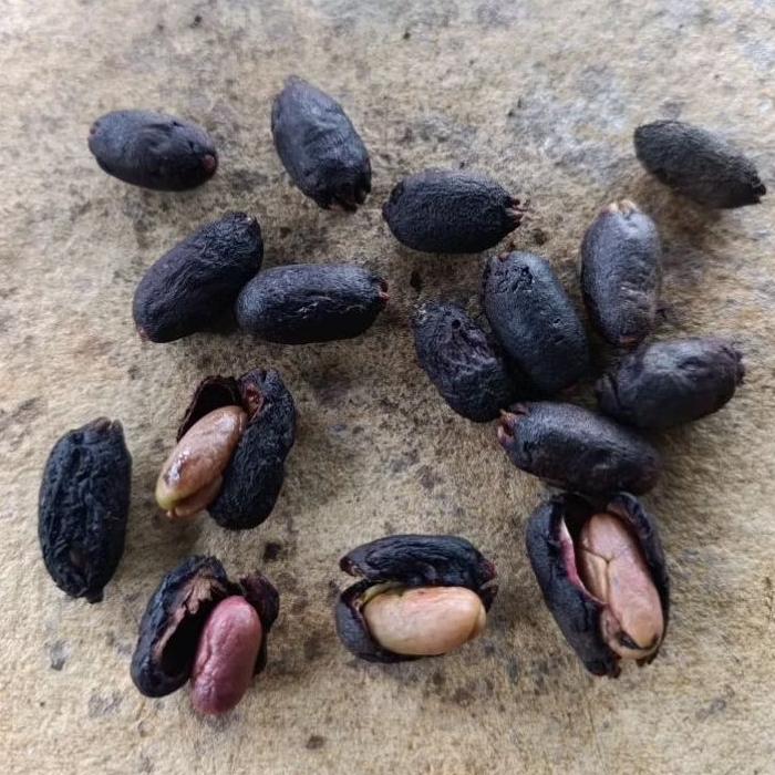 biji cengkeh zanzibar 1 kg  biji cengkeh untuk semai