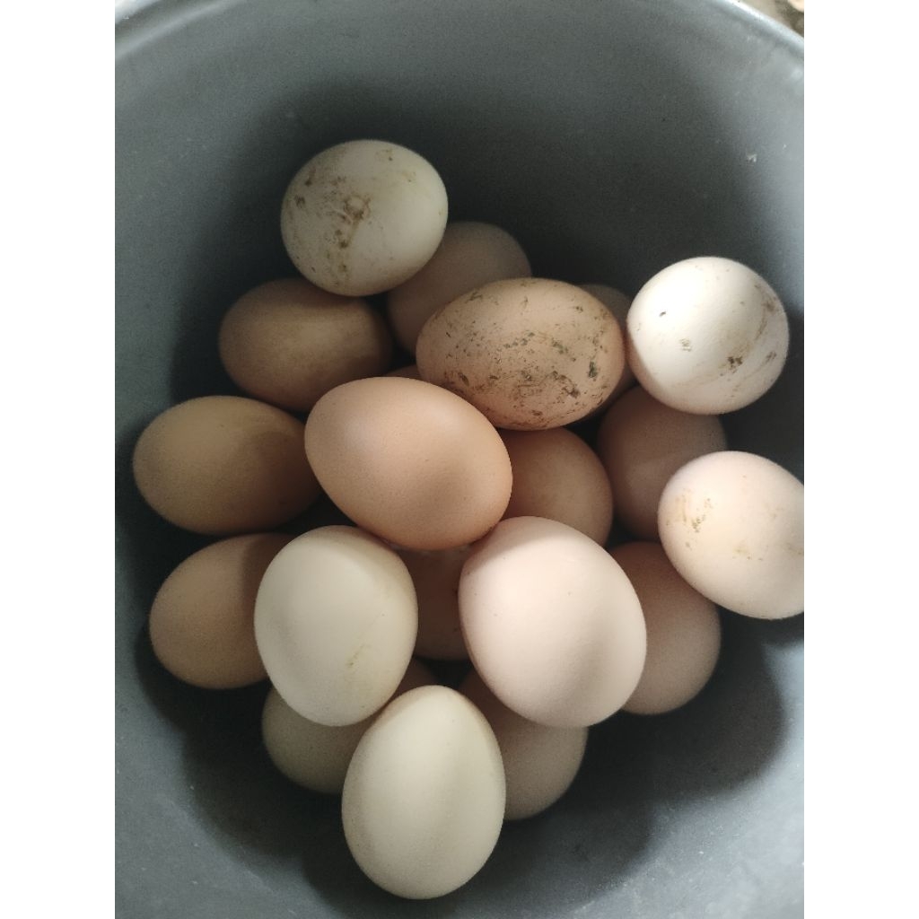 TELUR FERTIL AYAM KUB BERGARANSI
