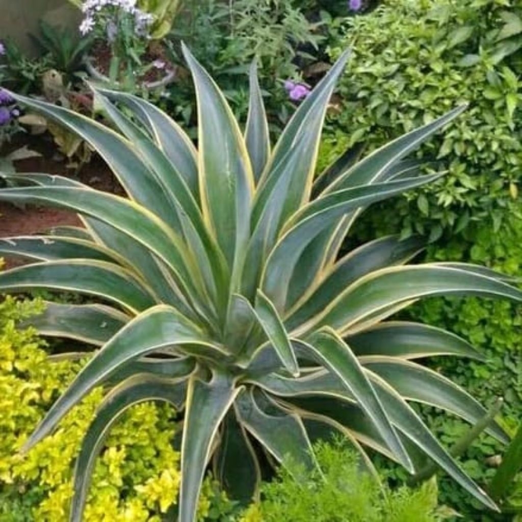 bibit agave mahkota, tanaman agave mahkota, tanaman hias agave, tnaman taman agave.