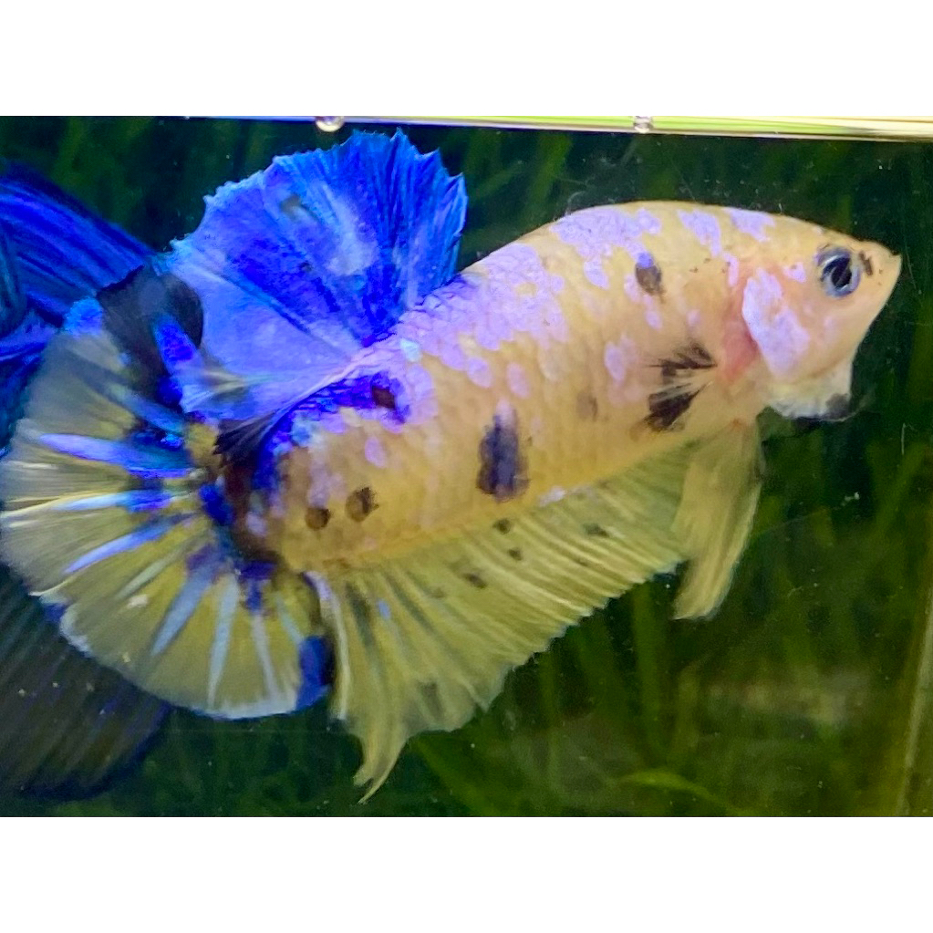 Plakat multy galaxy yellow base