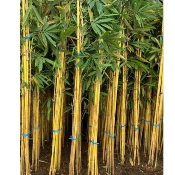jual bambu kuning panda uk 2 meter