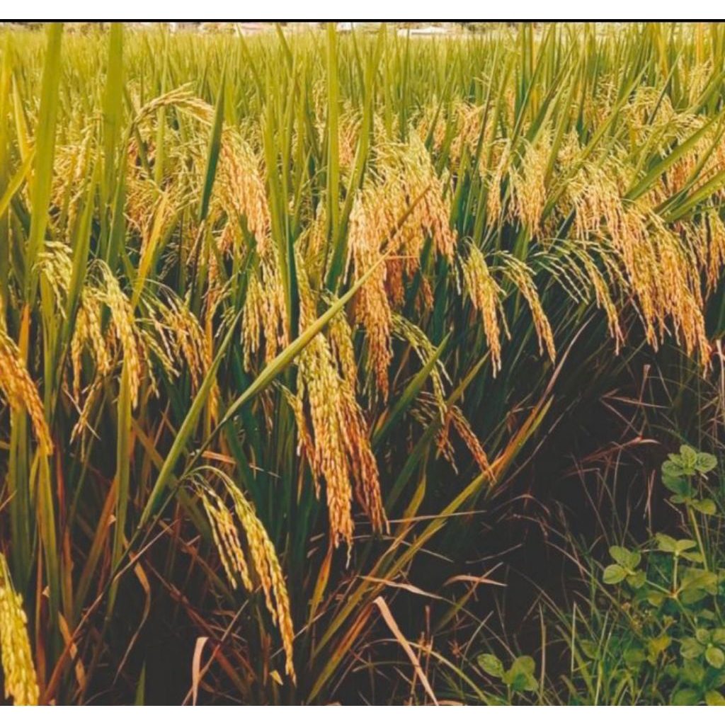 repack benih padi inpari 49 label putih anti hama anti roboh