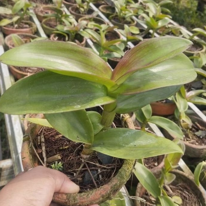 promo anggrek Dendrobium afkiran random 5 pcs 59k