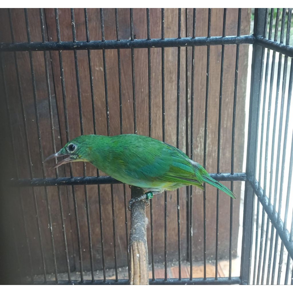 Burung Cucak Ijo Betina – Siap Ternak, Kondisi Prima
