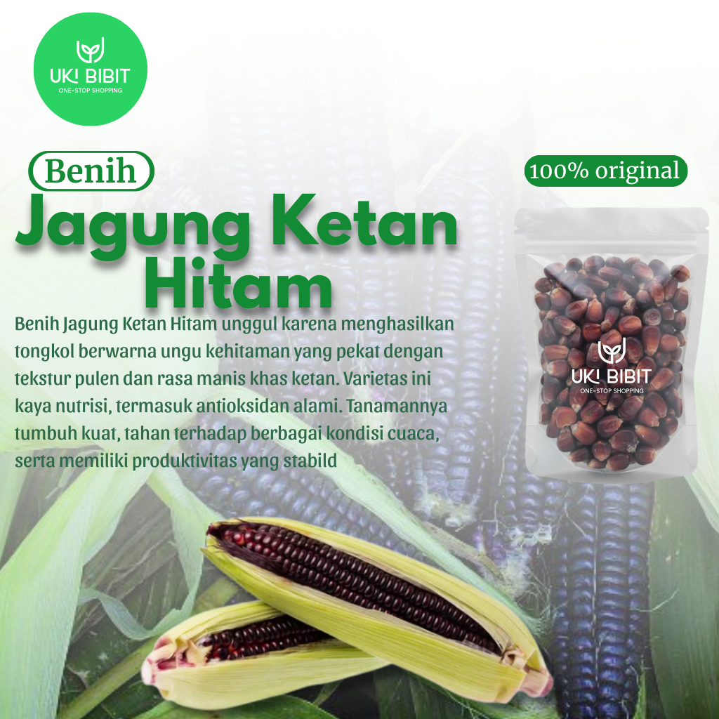 ( 500 Butir ) Benih Biji Jagung Ketan Hitam | Jagung Ungu | Jagung Putih | Jagung Pelangi