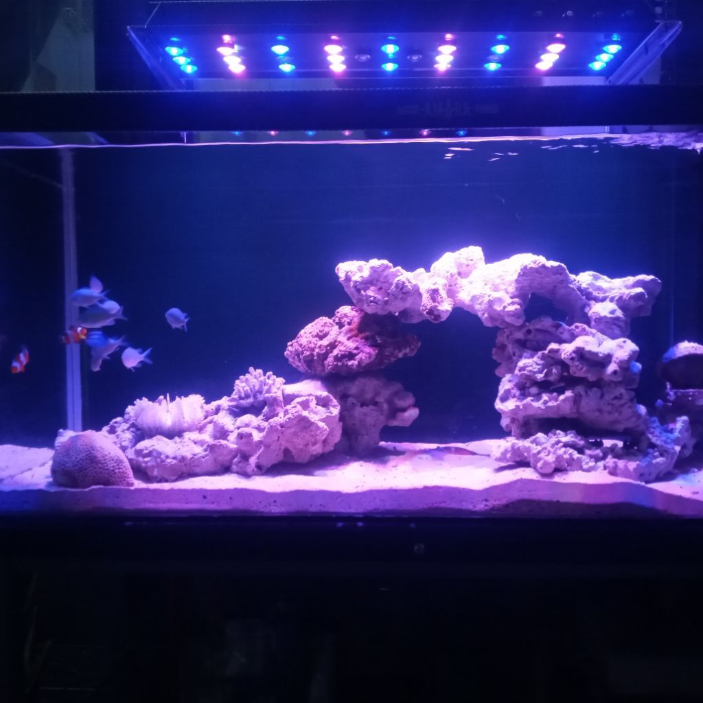 aquarium air laut full set