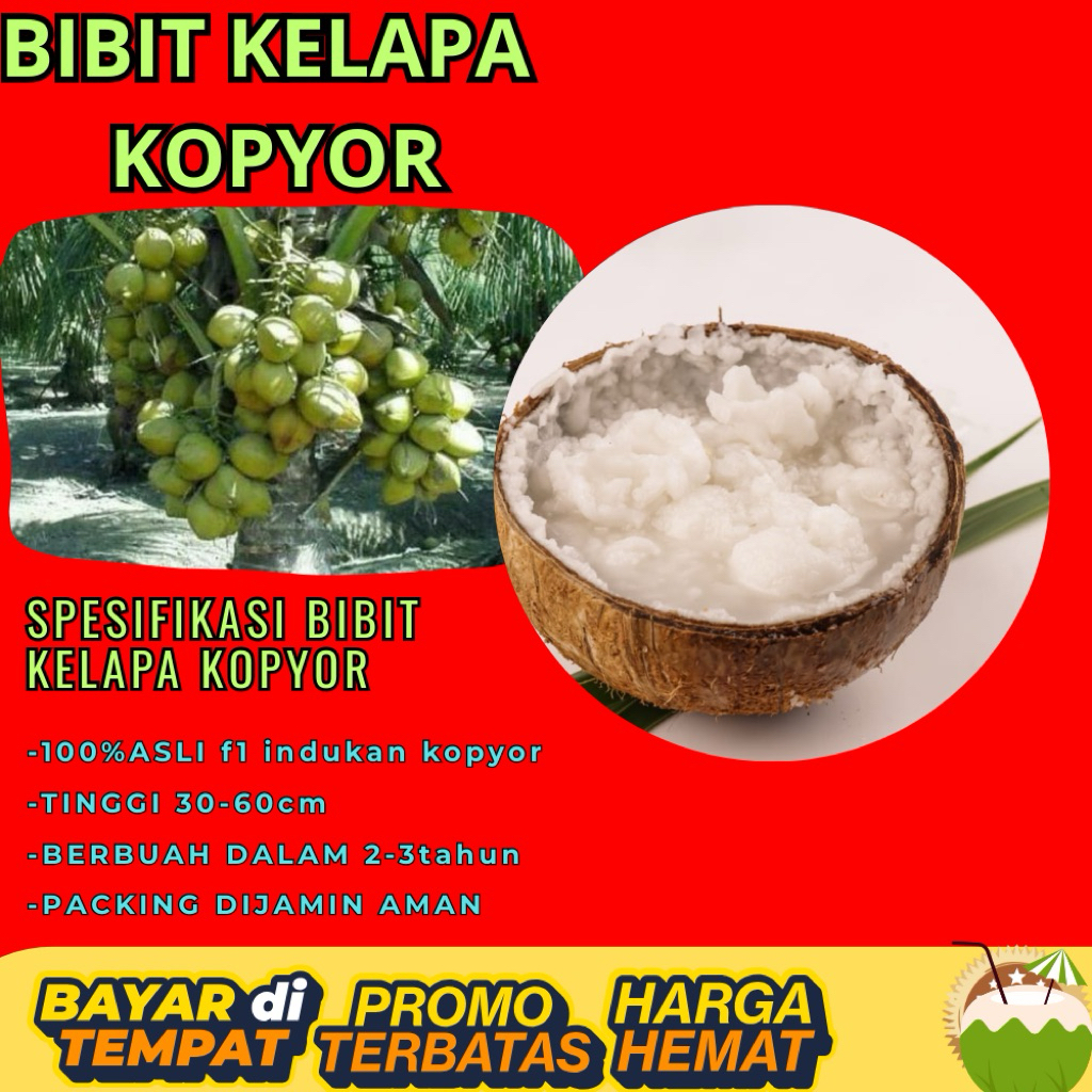 PROMO  Bibit Kelapa Kopyor, Bibit Kelapa Kopyor Asli, Bibit Kelapa Kopyor Bersertifikat