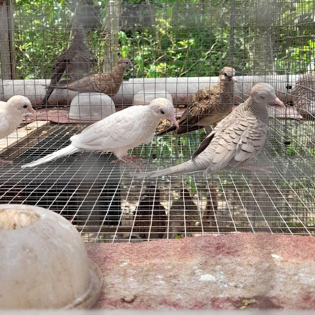 perkutut putih lurik dan silver sepasang