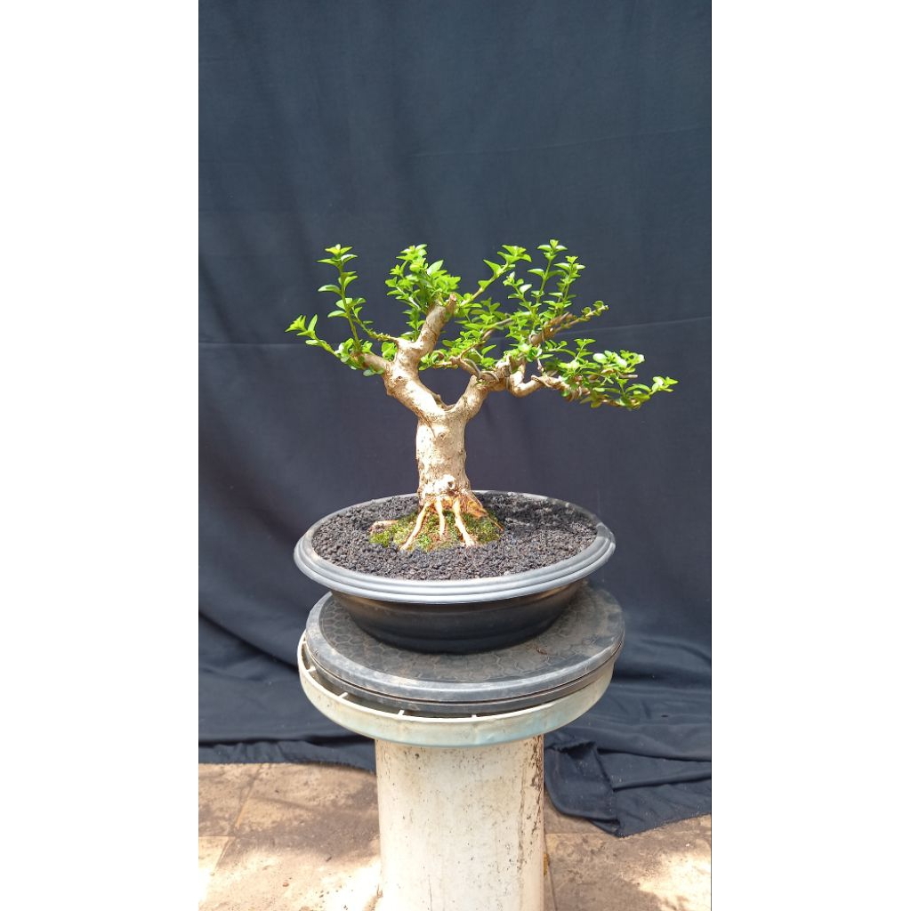 BONSAI POHON SANCANG
