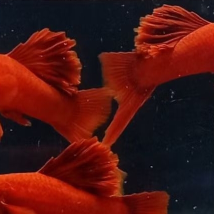 Platy Blood red cawly flower (5psg)