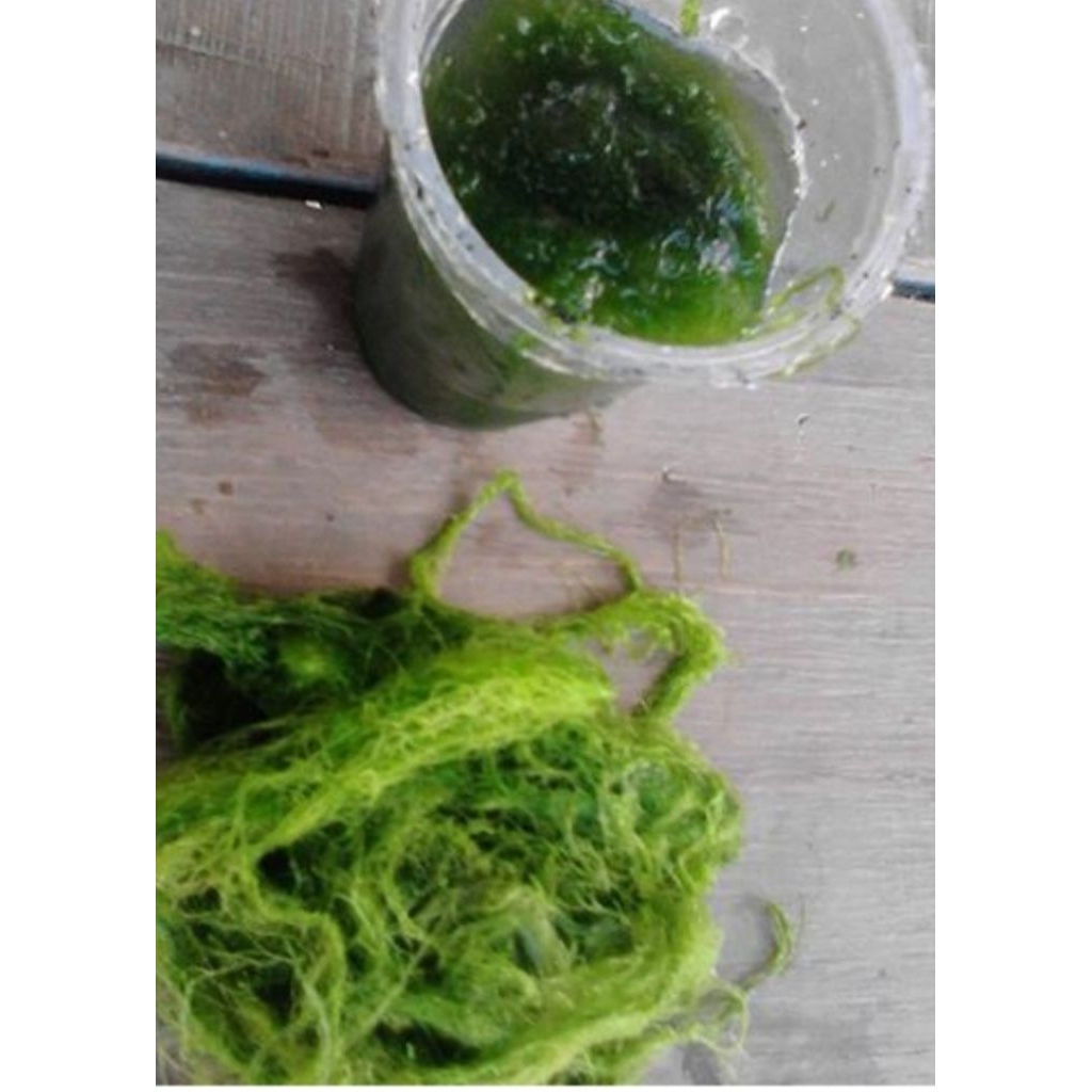 Lumut Kasar /Lumut Empang /Pakan Ikan  /Umpan Mancing Mujair /Nila