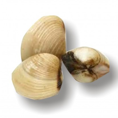 Kerang Segar 1Kg Kerang Laut Seafood Kerang Segar Kerang Tahu Kerang Tahu Segar 1Kg