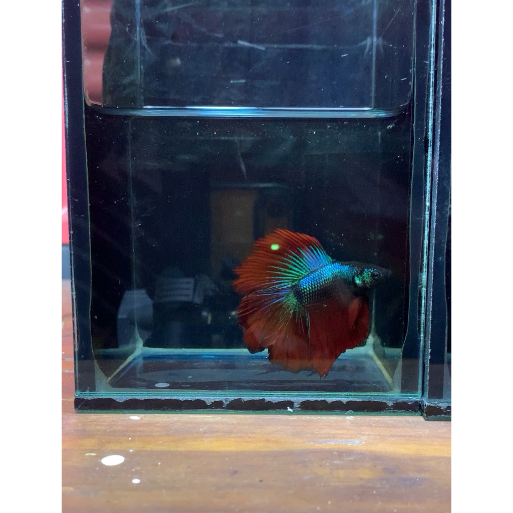 hiasan aquarium cupang dobel tail sepasang