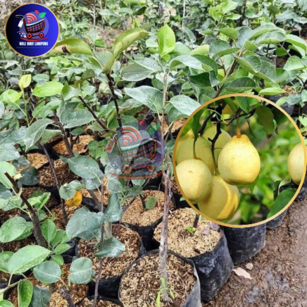 Bibit Pir madu buah per madu hasil cangkok super genjah cepat berbuah