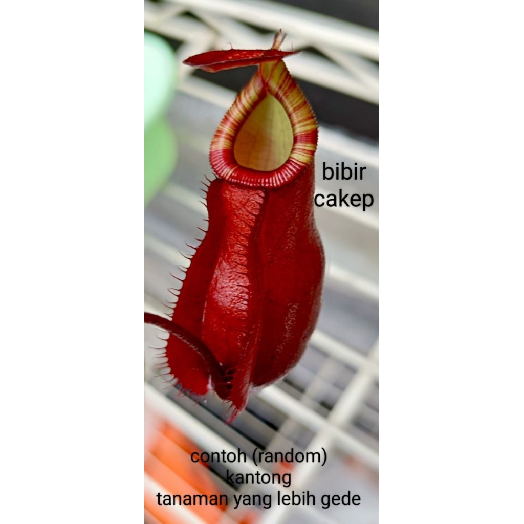 Kantong Semar Nepenthes Hybrid warna merah cakep ukuran remaja dipot 6,5cm