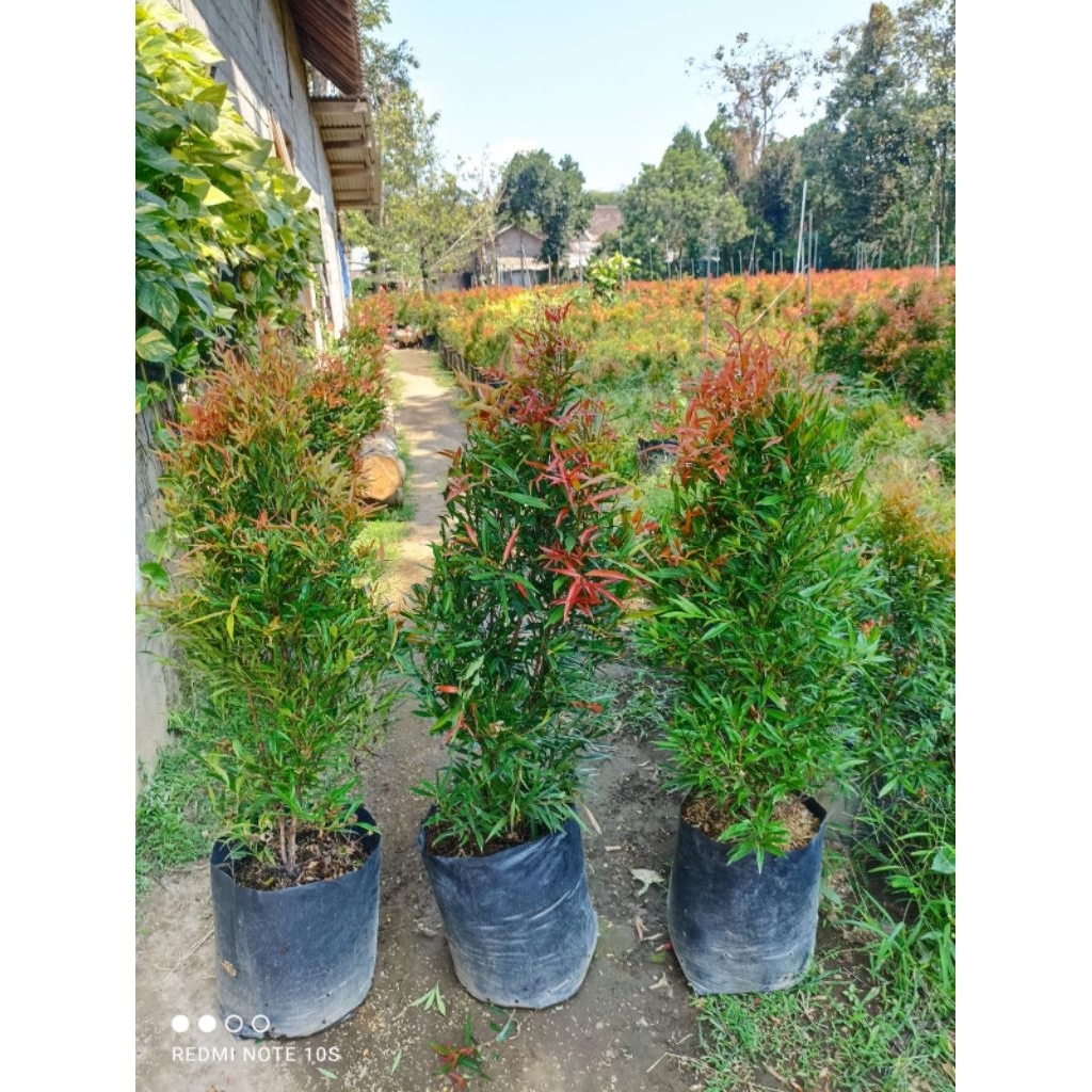 Pucuk merah tinggi 1 meter