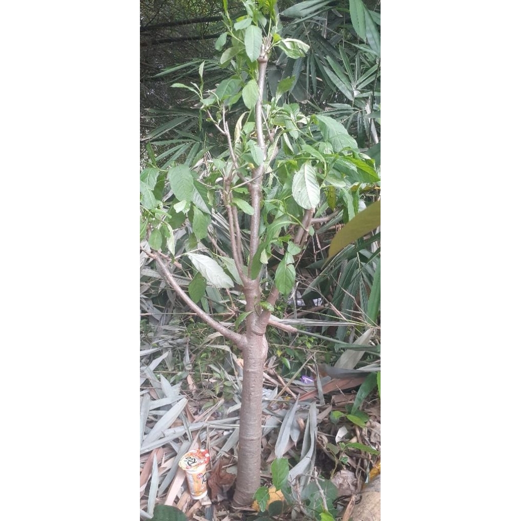 Pohon Baobab/ Adansonia Digitata/ Pohon Kitambleg