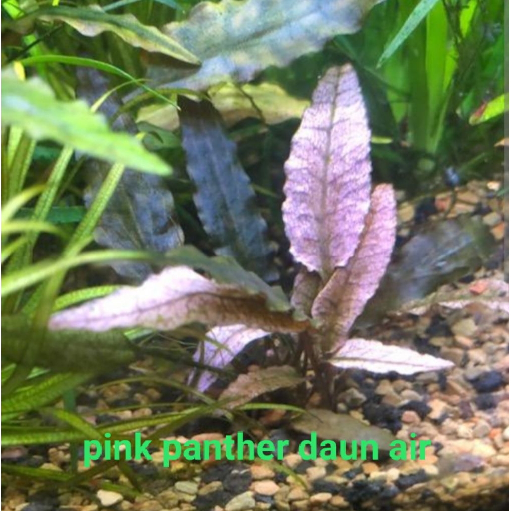 cryptocoryne pink panther, beli 3 dapat bonus