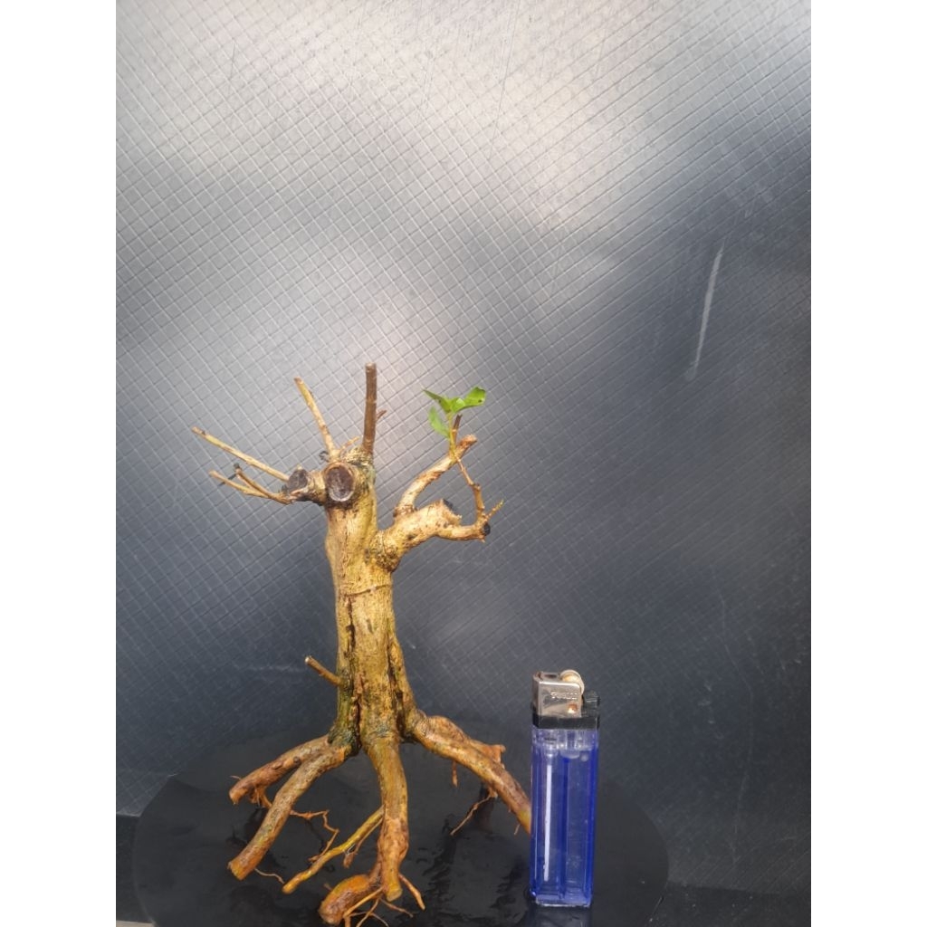 Bahan Bonsai Sancang Programan Gaya Formal cabang kiri kanan sudah ada akar muter size Mame real pic