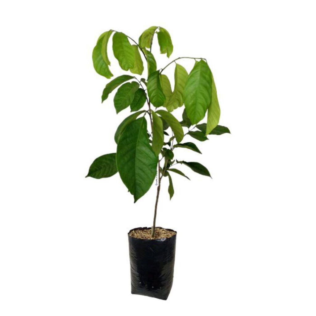 Bibit Buah Duku Hasil Sambung Pucuk Okulasi Tinggi 30-40 cm Buah Manis Berkualitas Tumbuhan Segar da