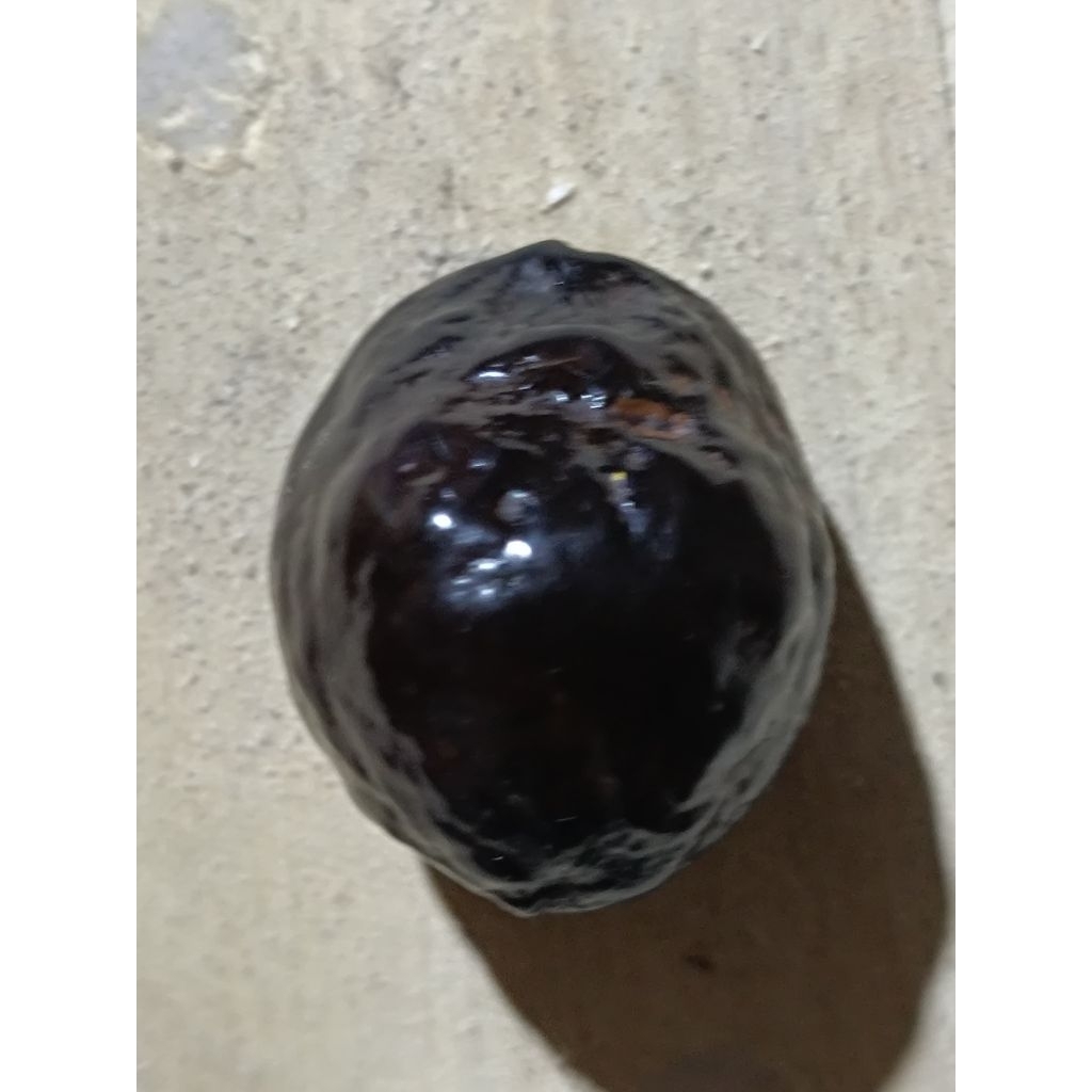 Kemiri Muncang adu jenis YANTI URGENT DAN SEMI URGENT