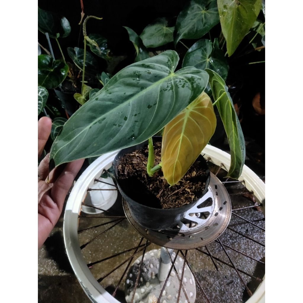 philodendron melanochrysum narrow / daun panjang