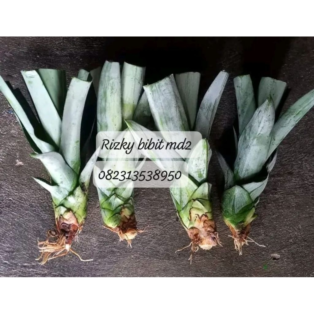 50 bibit nanas madu jumbo tanpa duri