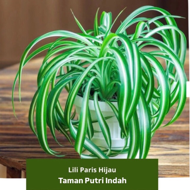 Tanaman Hias Lili Paris Hijau - Tanaman Lili Paris Pembersih Udara Murah
