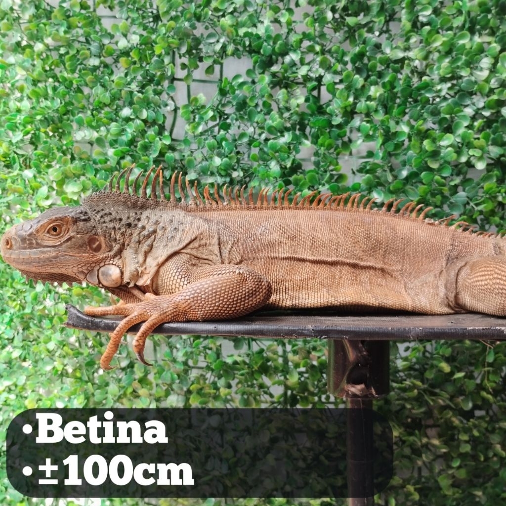 pelet Iguana Red Betina