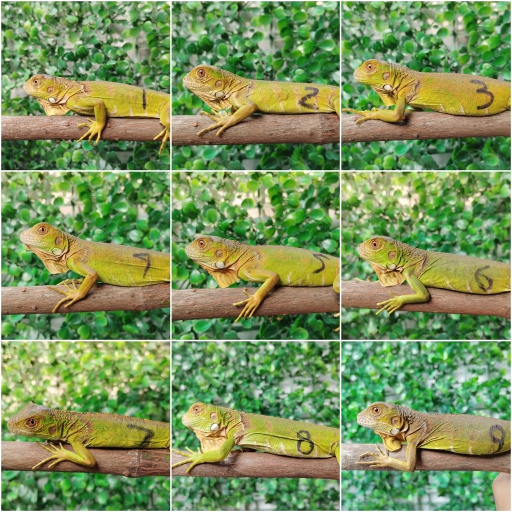 pelet Iguana Baby Red 27cm (bisa pilih)