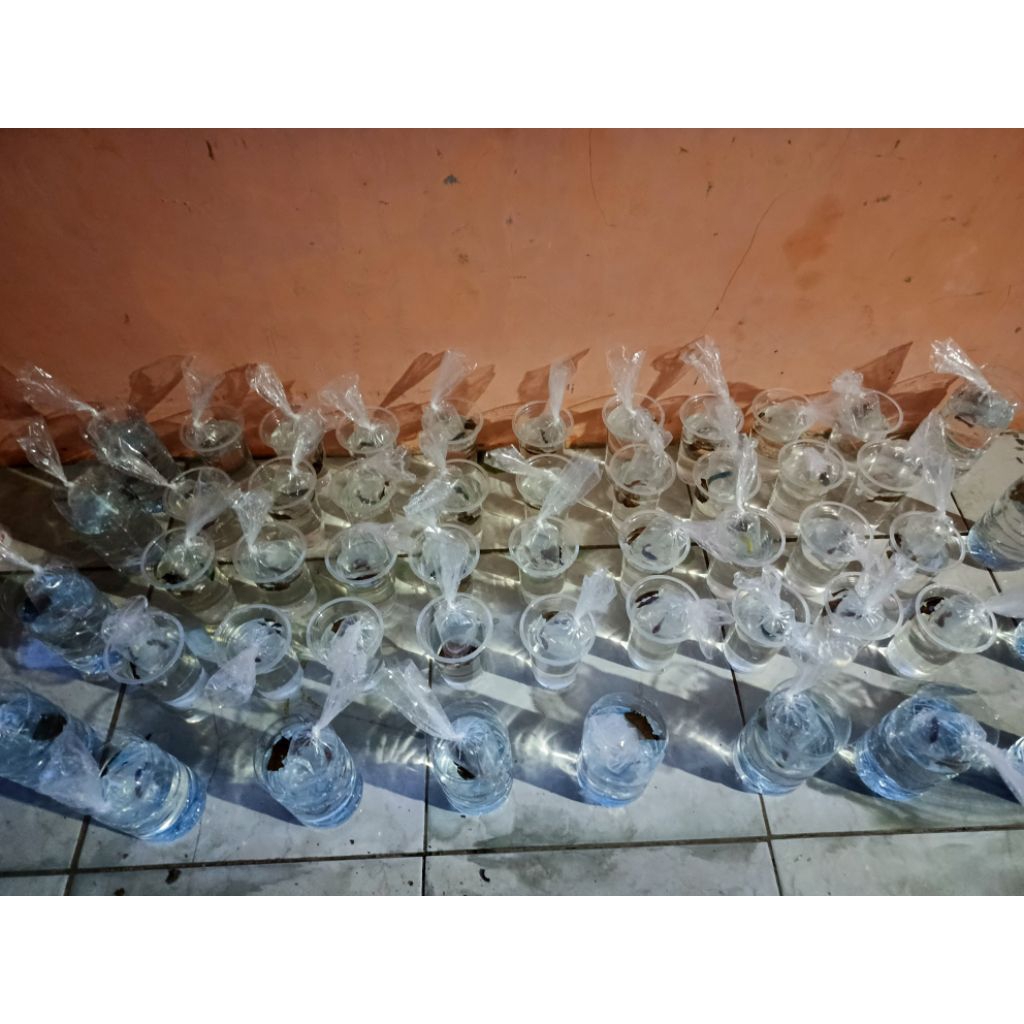 cupang yang menang lelang