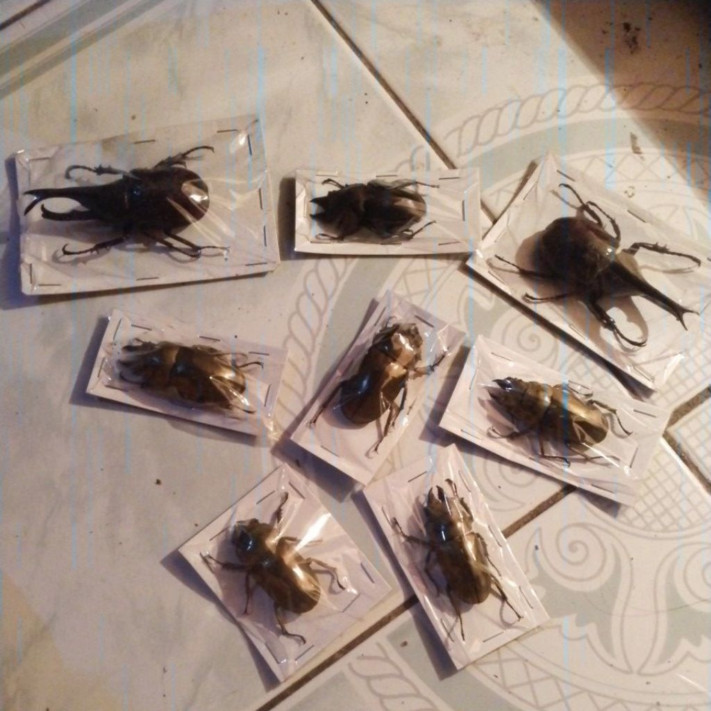 kerajinan kumbang tanduk