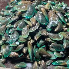 kerang hijau ijo mentah 1kg kiloan segar dan fresh
