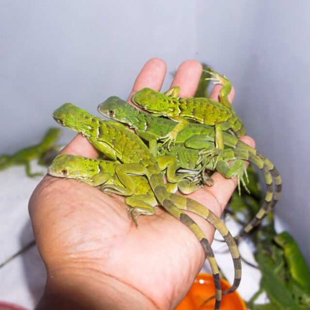 koleksi green iguana joosss -+ 30cm // iguana hijau