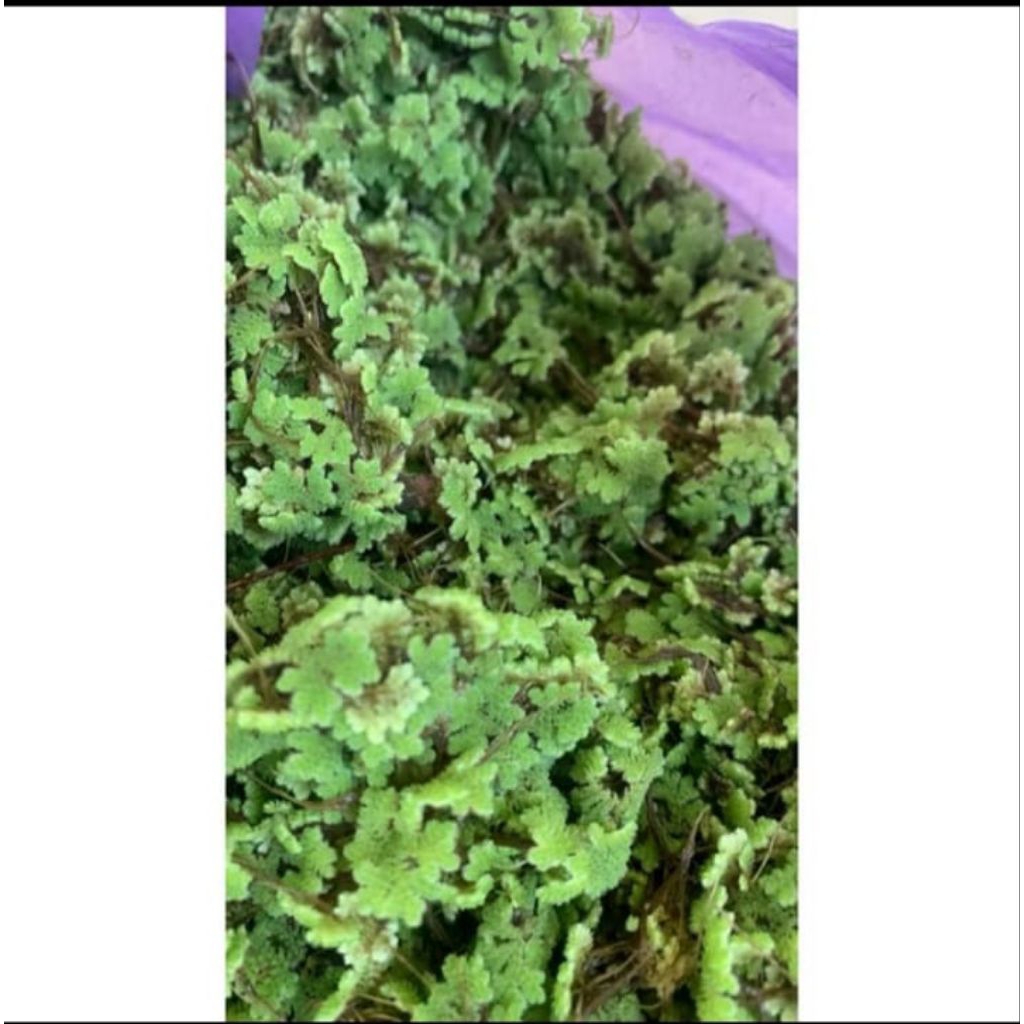 bibit azola mycropila buat pakan ternak