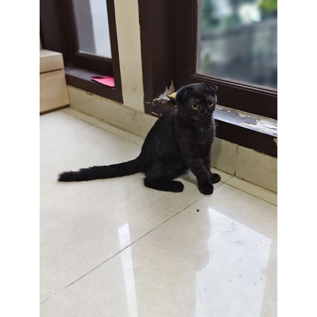 Scottish Fold Jantan 5 bulan