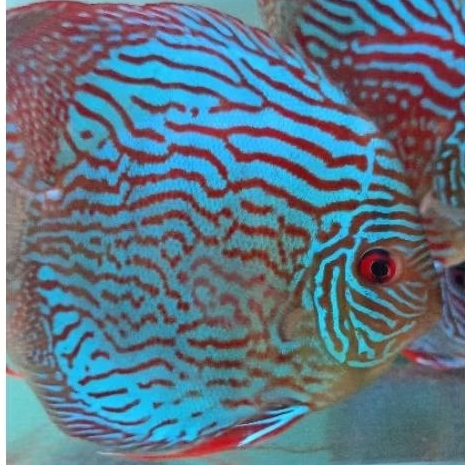 Discus Blue Turquoise ikan hias aquarium / hiasan aquascape