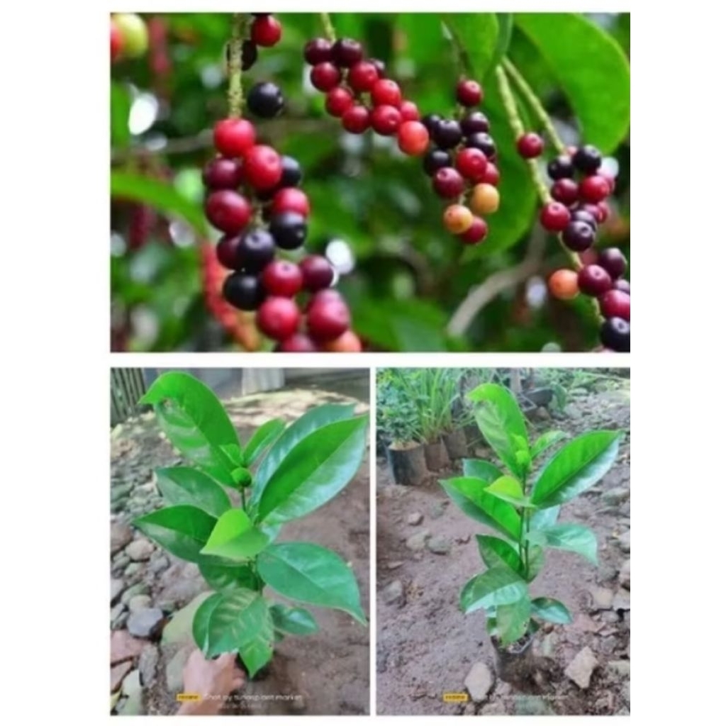 bibit pohon buah huni pohon buah buni buah rujak