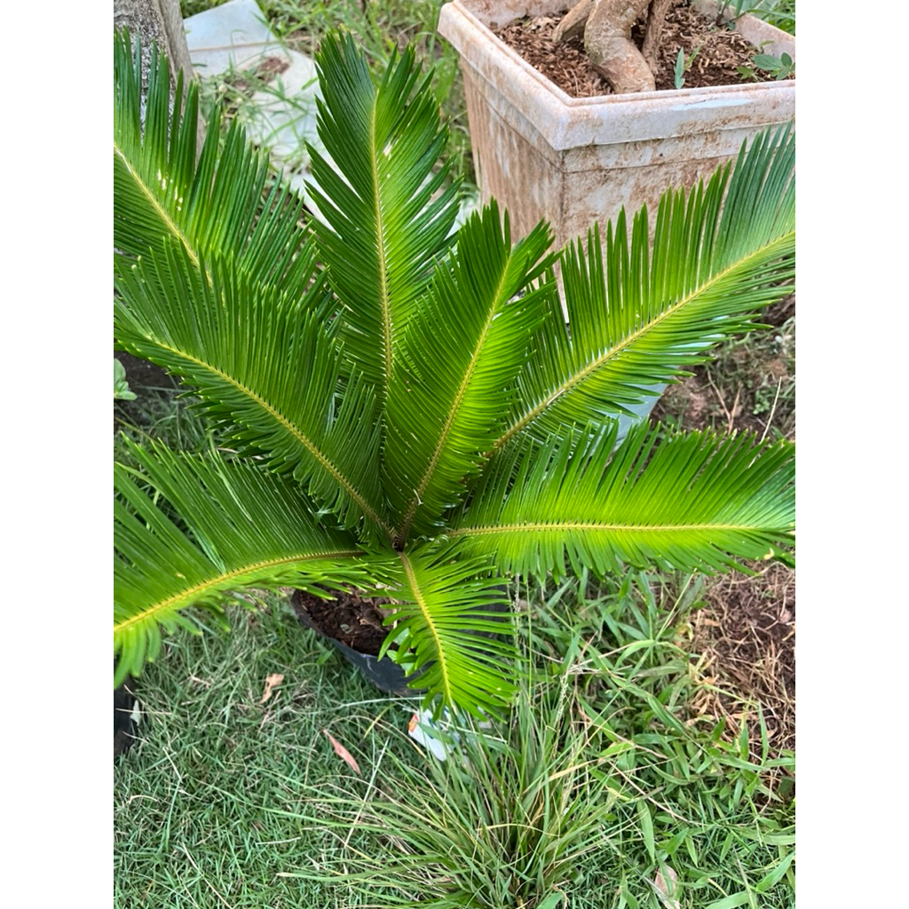 Tanaman Hias Sikas Besar & Rimbun
