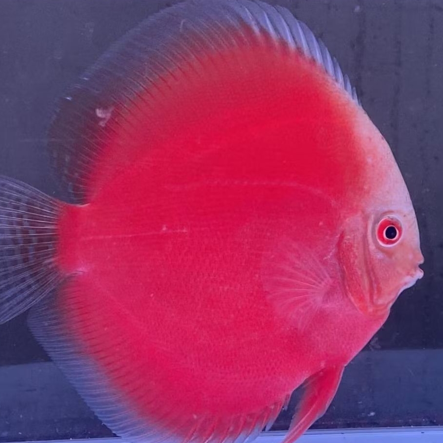 Discus Red valentine ikan hias aquascape / hiasan aquarium