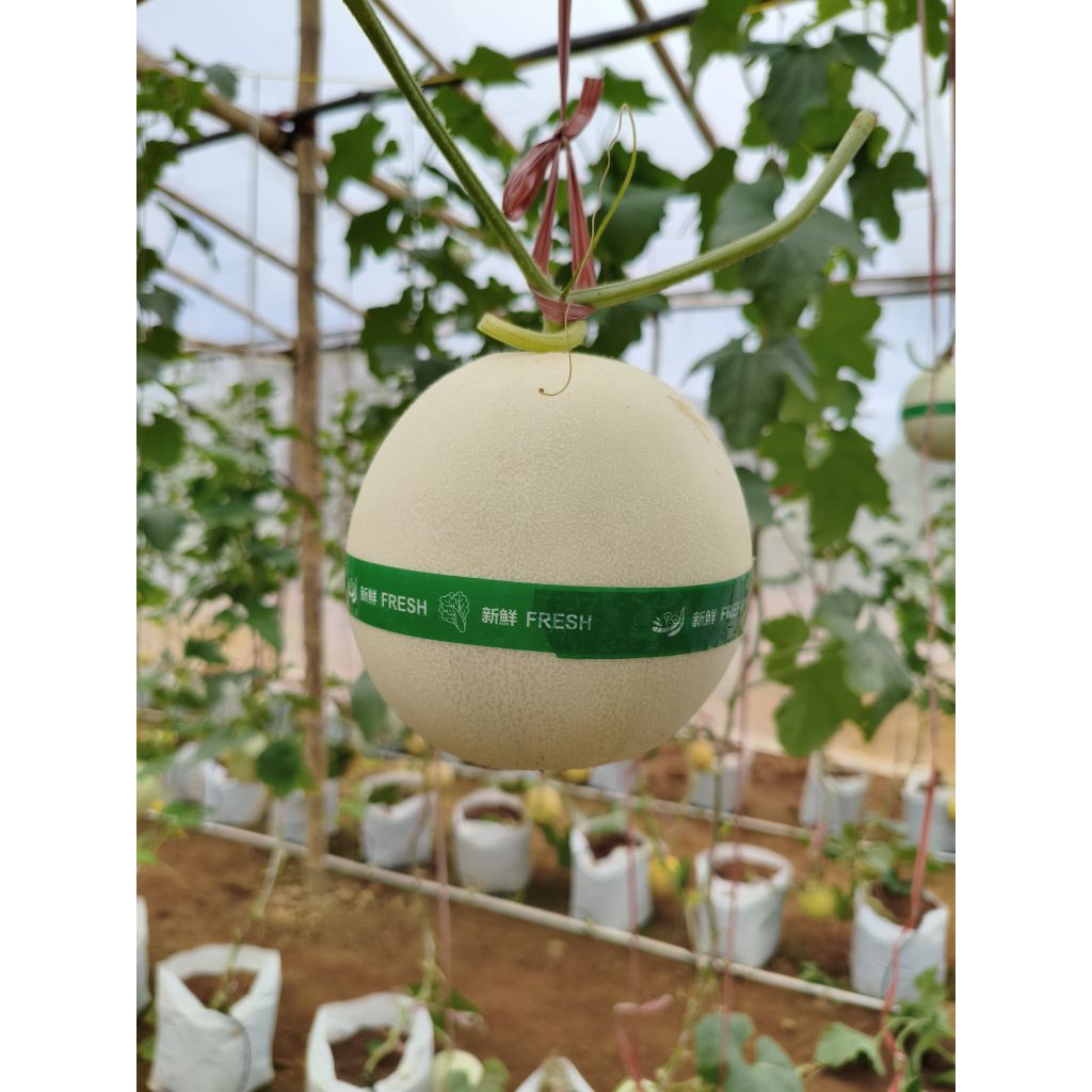 Melon Premium jenis honey globe